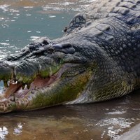 Video: Krokodils ielec peldētājam sejā