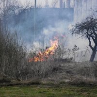 VUGD saspringta piektdiena - dzēsti 203 kūlas ugunsgrēki; vienā savainojies ugunsdzēsējs