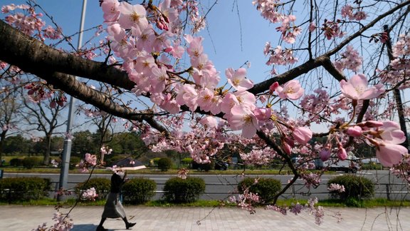 Japānā sāk ziedēt sakuras - 1