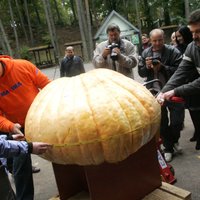 Fotoreportāža: noskaidrots Latvijas dižķirbis - 214 kilogramus smags dārza karalis