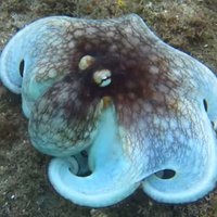 Interneta brīnums - makten jocīgs astoņkājis