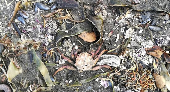 Greenpeace нашел погибших морских животных в Петропавловске-Камчатском