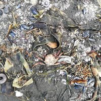 Загрязнение залива на Камчатке: десятки пострадавших, мертвые осьминоги и уголовное дело