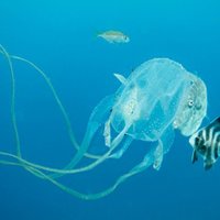 В Австралии нашли гигантскую медузу неизвестного вида