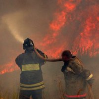 Krievijā kaķis izglābj saimnieci no ugunsnelaimes