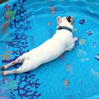 Amizants video: Suņuks Arnolds plunčājas tukšā baseinā
