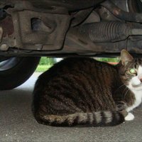 Kaķis sildās mašīnas motortelpā. Kā neapdraudēt 'bezbiļetnieku' dzīvības?