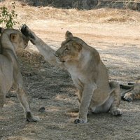 В Индии при странных обстоятельствах погибли 11 редких львов