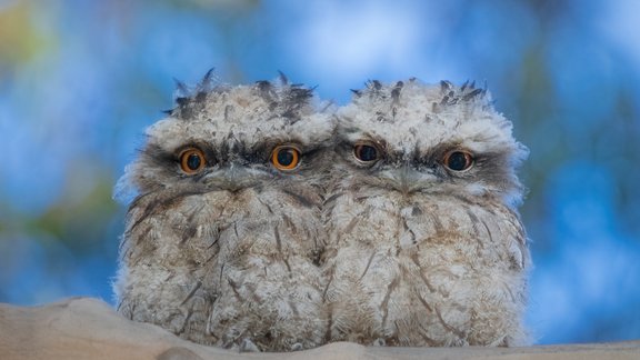 putni, ornitoloģija, tawny frogmouth