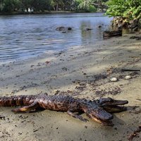 Floridas štatā ļaudis biedē ar divgalvainu aligatoru