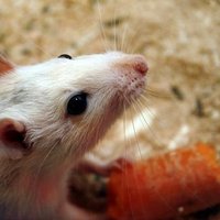 Исследование: крысы кусаются больнее морских свинок