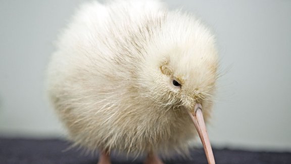 kiwi