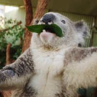 Foto: Trīs aptrakuši koalas uzņem 'selfijus'