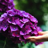 Hortenzijas vāzē: ieteikumi, kā ilgāk saglabāt ziedu bumbas