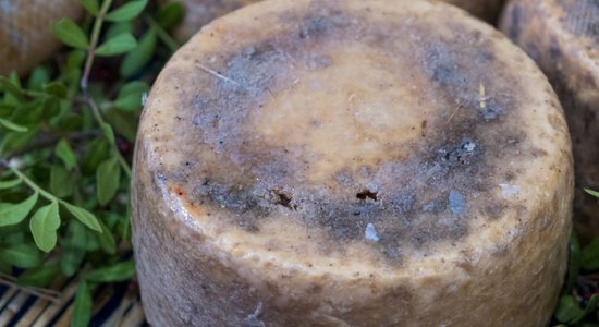 Briesmīgā Sardīnijas delikatese 'Casu Marzu' – aizliegtais siers drosmīgajiem