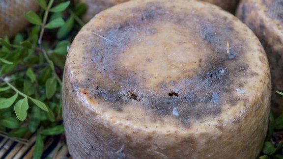 Casu Marzu siers