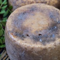 Briesmīgā Sardīnijas delikatese 'Casu Marzu' – aizliegtais siers drosmīgajiem
