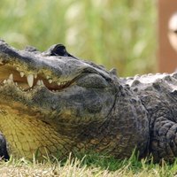 Видео с гигантским аллигатором вызвало ажиотаж в заповеднике во Флориде