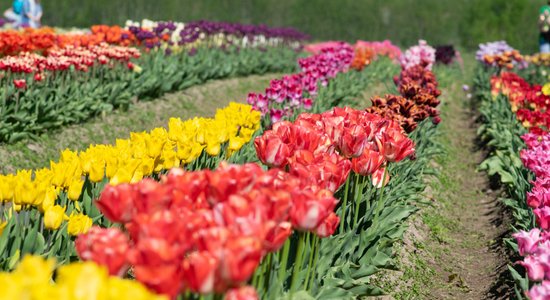 Kā ārvalstīs: Daugmalē krāšņi zied iespaidīgie tulpju lauki