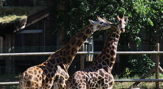 Rīgas Zoodārza žirafe Vakilija sagaidījusi draugu Čaku no Dānijas