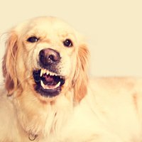 Kad slikta elpa nav no ēdiena jeb Kāpēc jārūpējas par suņa mutes higiēnu