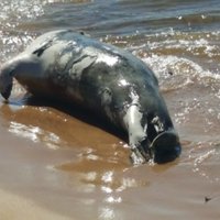 ФОТО: На пляже в Саулкрасты отдыхающие нашли мертвого тюленя
