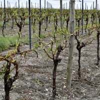 Foto: Spēcīgā krusa Francijas rietumos noposta vīna dārzus