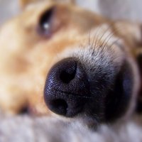 Обязательное чипирование собак в Латвии отложили до 1 января 2017 года