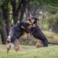 Ветврачи: нужна уголовная ответственность для владельцев, чьи животные убили или покалечили другое животное