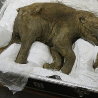 Krievijas zinātnieki atraduši mamuta asinis