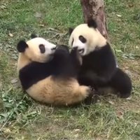 Video: Panda spītīgi spārdās un neatdod nozagto ābolu