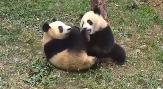 Video: Panda spītīgi spārdās un neatdod nozagto ābolu