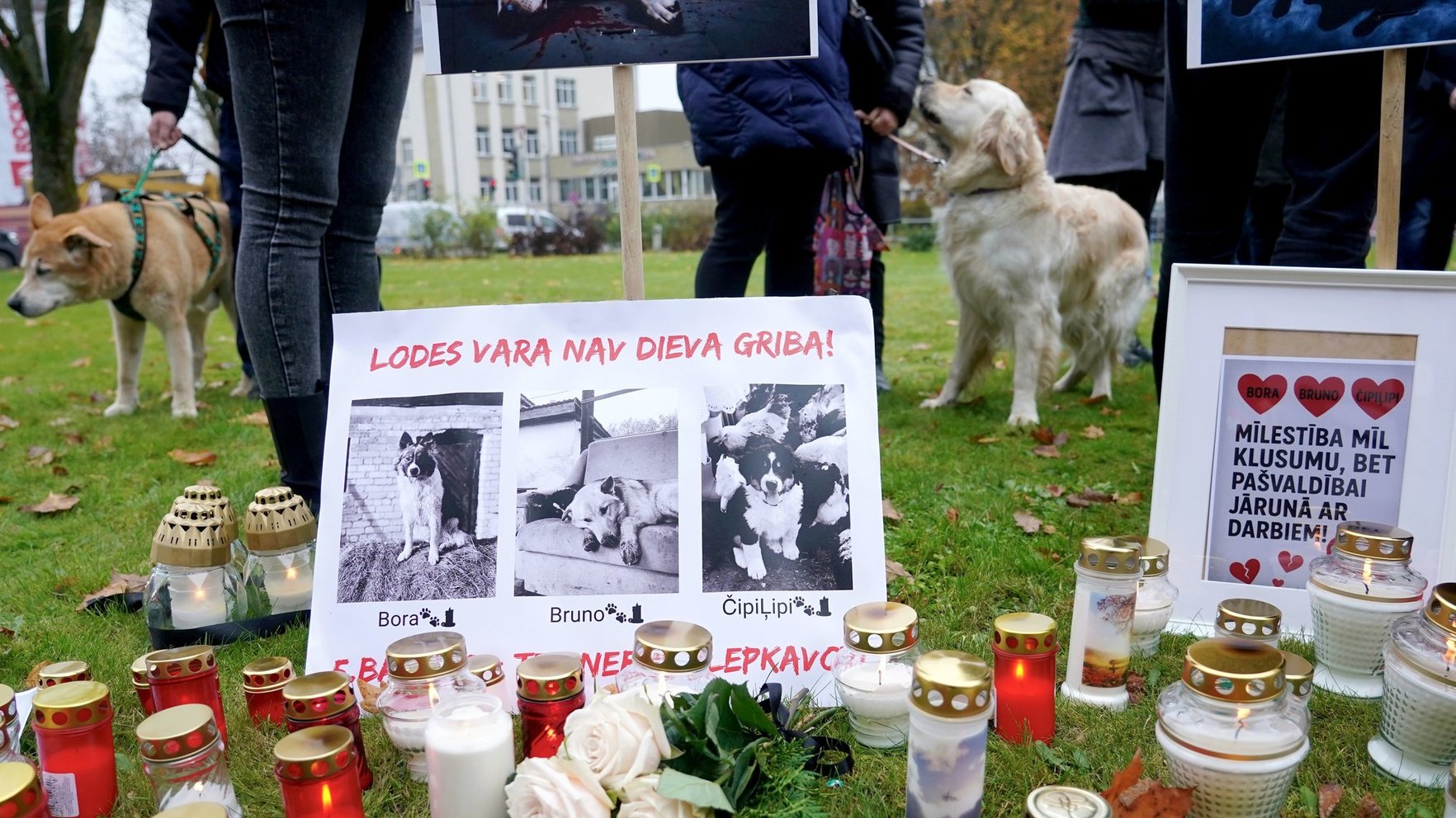 "Modra olu" saimnieka nošauto suņu lieta: četras personas varētu tikt sauktas pie kriminālatbildības