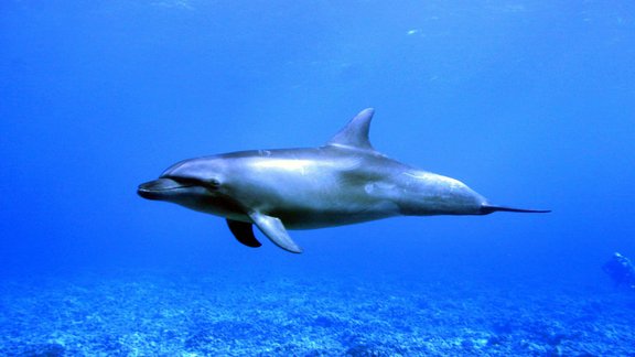 bottlenose dolphin 