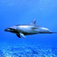 В секторе Газа поймали израильского дельфина-шпиона
