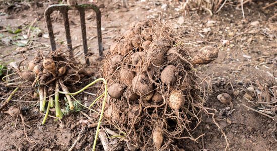 Tautas padomi, kā uzglabāt dāliju gumus