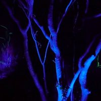 Nonākt pasaku pasaulē: maģisks mežs Japānā, kur vērot iespaidīgas video projekcijas