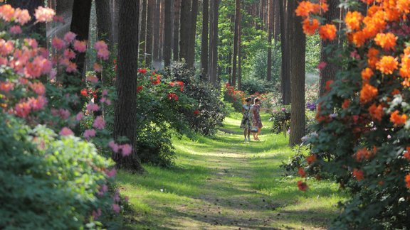 rododendru audzētava babīte - S.Tomsone