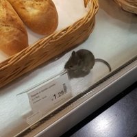 ФОТО: В одном из торговых центров, или Мышка тоже хочет кушать (дополнено)