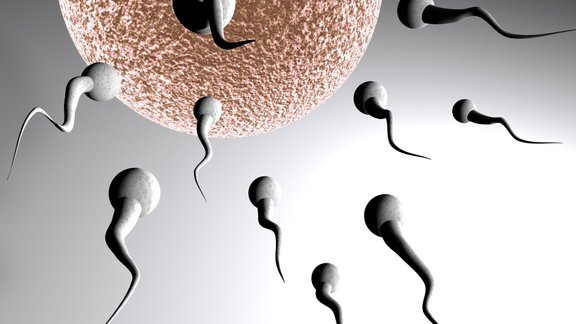 Spermatozoids