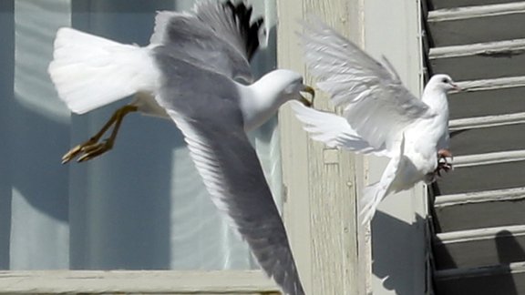 seagull and white dove