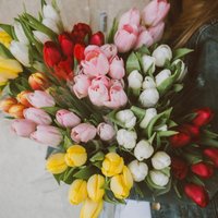 Iecienītākie ziedi 8.martā – tulpes. Kā parūpēties par grieztajiem ziediem