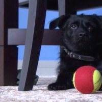 Video: Kā pamestais suņuks Rafiks pats atrada sev jaunas mājas