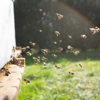 Ar ko mums draud bišu apokalipse