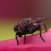 Ieroči cīņai ar uzmācīgajiem kukaiņiem - mušām
