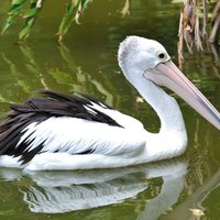 40 gadu vecumā miris Jaunzēlandes vecākais pelikāns