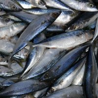 ГПСС считает маловероятной свою вину в гибели рыбы
