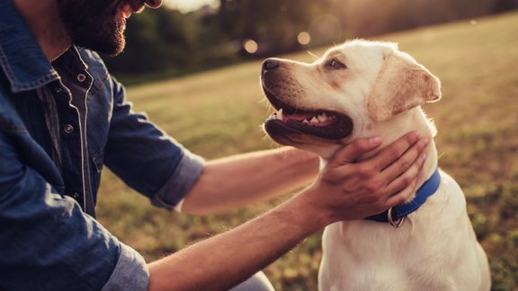 labradors suns saimnieks