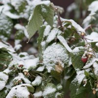 Синоптики: в понедельник ожидается сильный ветер, в Видземе пойдет снег