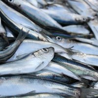 Еврокомиссия ослабит удавку для латвийских рыбаков